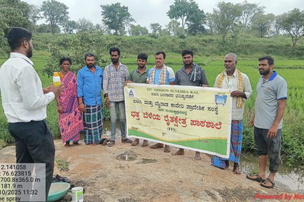 Nano urea apply through Drone in Paddy field in Nanjangud KGLT Area